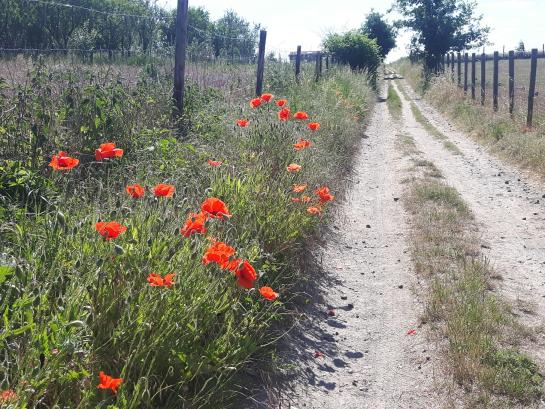 Tussen Impe en Oordegem